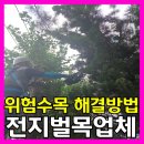 개포현대1차㉵ | 서초개포위험수목해결방법전지작업벌목전문