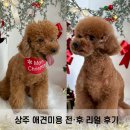 행복하개 | 상주 애견미용실 ‘늘,행복하개’ 방문해봤어요!