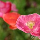 황룡강변 이미지