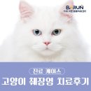 성남동물병원 | [성남동물병원]고양이 췌장염 치료 후기/위례 고양이 병원 췌장염 치료 후기