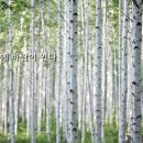 숲속바람