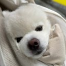 댕스미스 애견미용 | [침산동] 대구 애견유치원 댕스미스 방문 후기