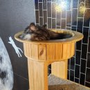 사바나 코쉬카 | 부천 고양이 카페 사바나코쉬카 내돈내산 후기