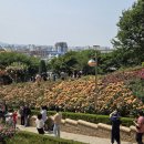 도당중학교 | 송이장미원 6/1 개화 후기🩷🌹입장료 무료, 주차안내...도당공원 #부천가볼만한곳 #부천여행