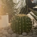 디저트39(양덕점) 이미지