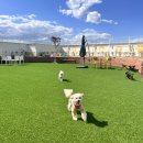 털로덮인친구들 수원시청역점 | 놀이공간 분리로 더 신나는 뛰뛰해요 ! [수원/ 인계동 / 권선구 애견유치원 털로덮인친구들 수원시청역점]