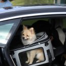 댕댕이 펫카 이미지