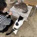 견묘당 이미지