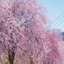 새마을부녀회 목욕장 | 거창 수양벚꽃길 임불마을 능수벚꽃 실시간 개화상황