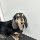 플러피하우스 이미지