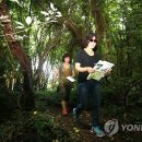 곶자왈 이미지