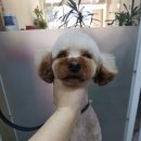 비비드그루밍 이미지