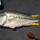 송산2교 이미지