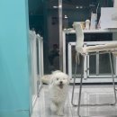 비숑다움 이미지