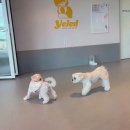 옐레드 애견유치원 애견호텔 하남미사점 이미지