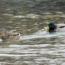 청둥오리 이미지