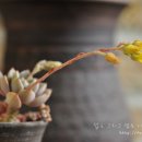 고운 프리티