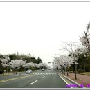 광양시 금호동 주변 벚꽃(100410) ~ 2 이미지