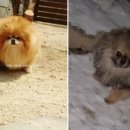 No.1 POM 이미지