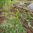 노루땅농장 이미지