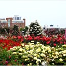 조선대학교 장미원 이미지