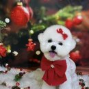 콩이네 이발소 이미지