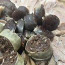 아포순대 이미지