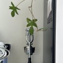 오마틸라 이미지