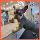 그린펫그루밍 이미지