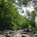 어비 포레스트 이미지