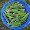 여주-0170 이미지