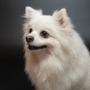 다시사랑받개 이미지