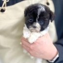 부산강아지분양 마이뭉 24시 이미지