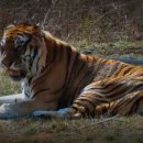 백두산동물병원 이미지