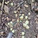 966차 힐링오지산행... 오지골짜기 심산행 효무의 34번째산행 6월22일 이미지