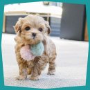 펫하임 | 의정부 애견샵? 펫하임에서 건강한 가족을 만나요!