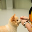 댕댕댕 애견유치원 | 믿고 맡기는 은평구 애견유치원, 옐레드 더북한산점 체험 후기