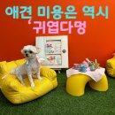 귀엽다멍 이미지