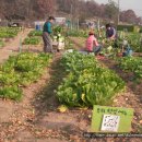 11월 텃밭교육_ 배추와 무를 수확해요(081114쇠) 이미지