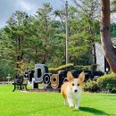 나나애견 이미지