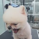 화이트애견