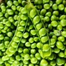콩푸대