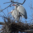 선돌 식육식당 | 2012년 윈즈 봄나들이,,, 의령 간당~~(제1편)