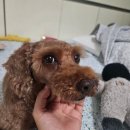몽실 애견미용 | 두번째 이용하는 전주 만성동 애견미용 후기 &lt;몽실&gt; 내돈내산
