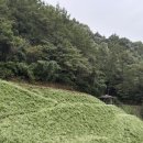 인차1리 | [청주] 추정리 메밀밭 비오는 날 방문 추천 (25.10.7)_주차, 입장료, 젤라또, 꽃 만개