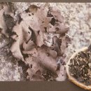 우리사슴목장 이미지