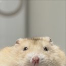 망구리