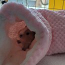 특별한동물가게 평택점 이미지