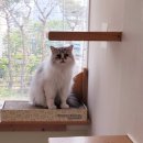 고양이의 봄, 묘랑묘랑 이미지