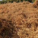 등골농장 이미지